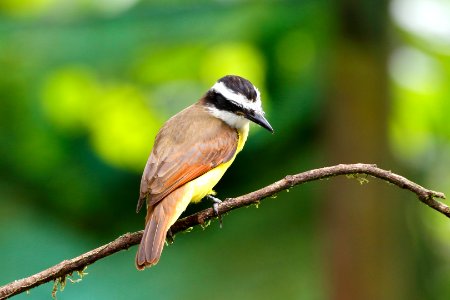 Great Kiskadee 260A4878 photo