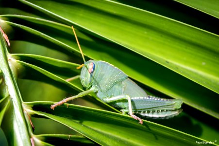 The grasshopper photo