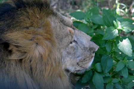 Lion's of Bannerghatta National Park, Bangalore, Karnataka, INDIA. photo