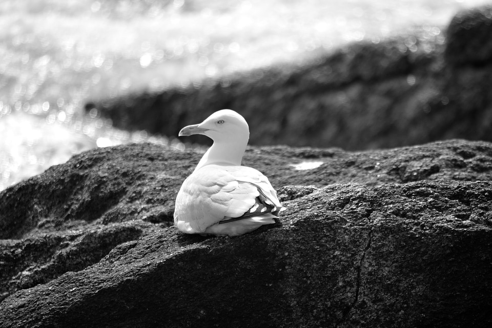 Animals wild nature