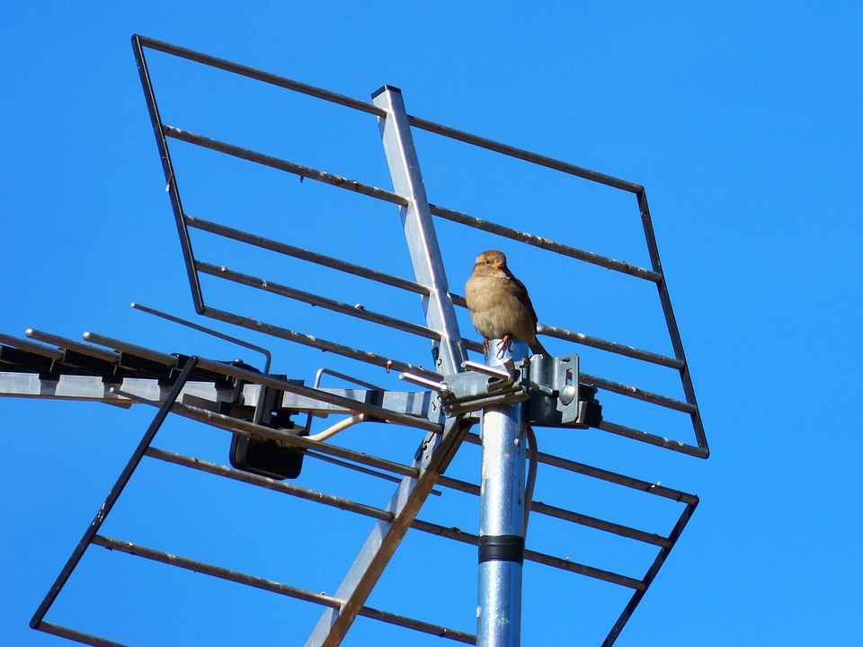 Antenna freedom little bird