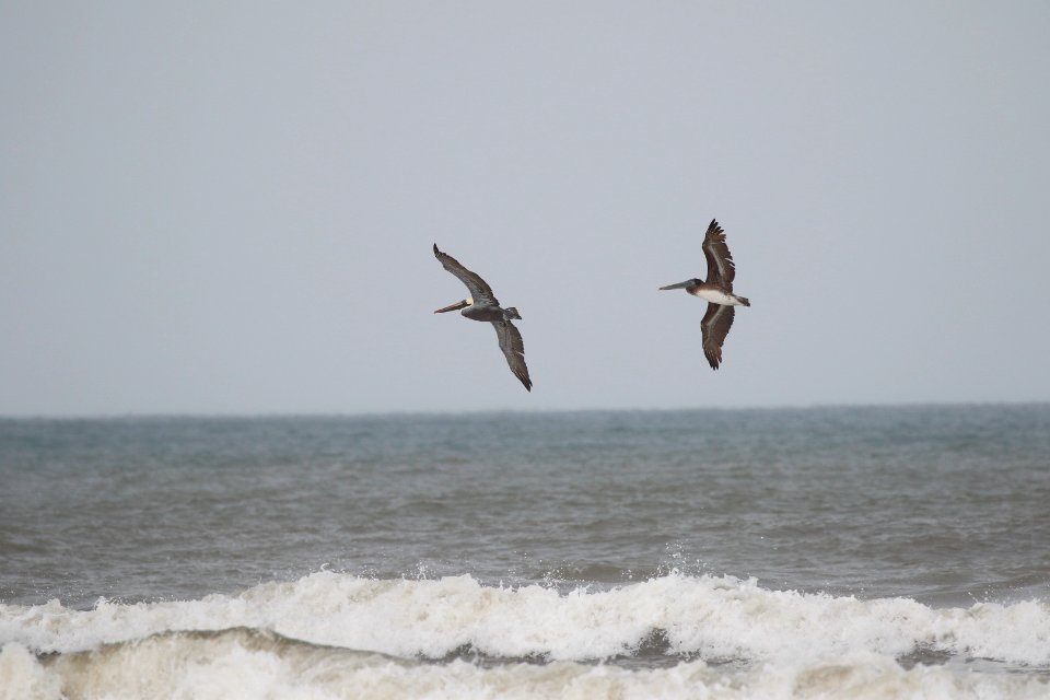 Brown Pelican 260A4621