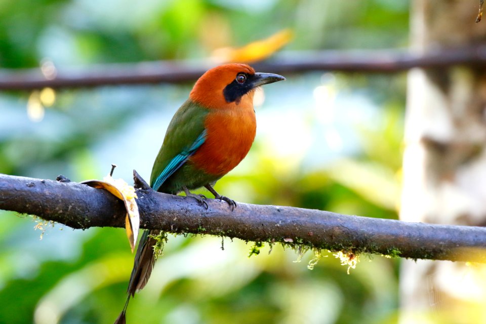 Rufous Motmot, Baryphthengus martii - 260A1843