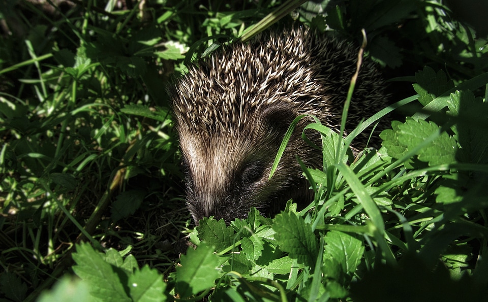 Animal wildlife mammal photo