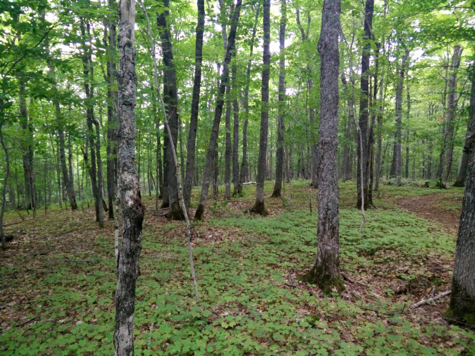301 - Parc national du Lac-Temiscouata : Sentier Montagne-de-Chert