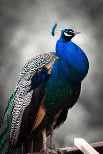 Blue animal feather