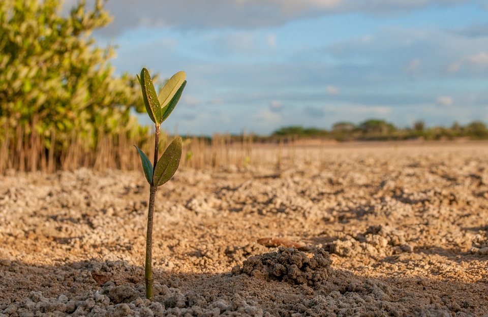 Fresh sapling botany