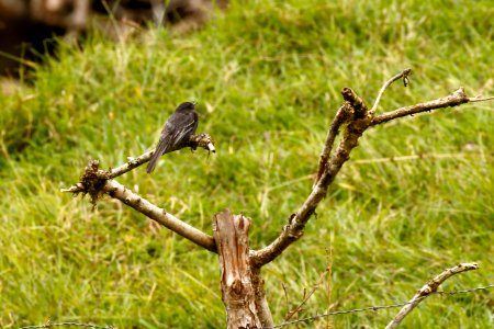 Black Phoebe, Sayornis nigricans