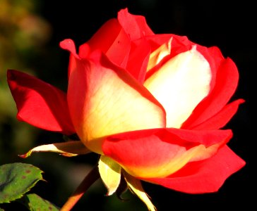 red-and-white rose photo