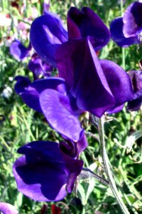 blue-violet sweet peas photo