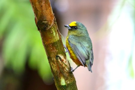 Olive-backed Euphonia (m)  260A4644