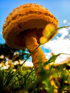 Mushroom