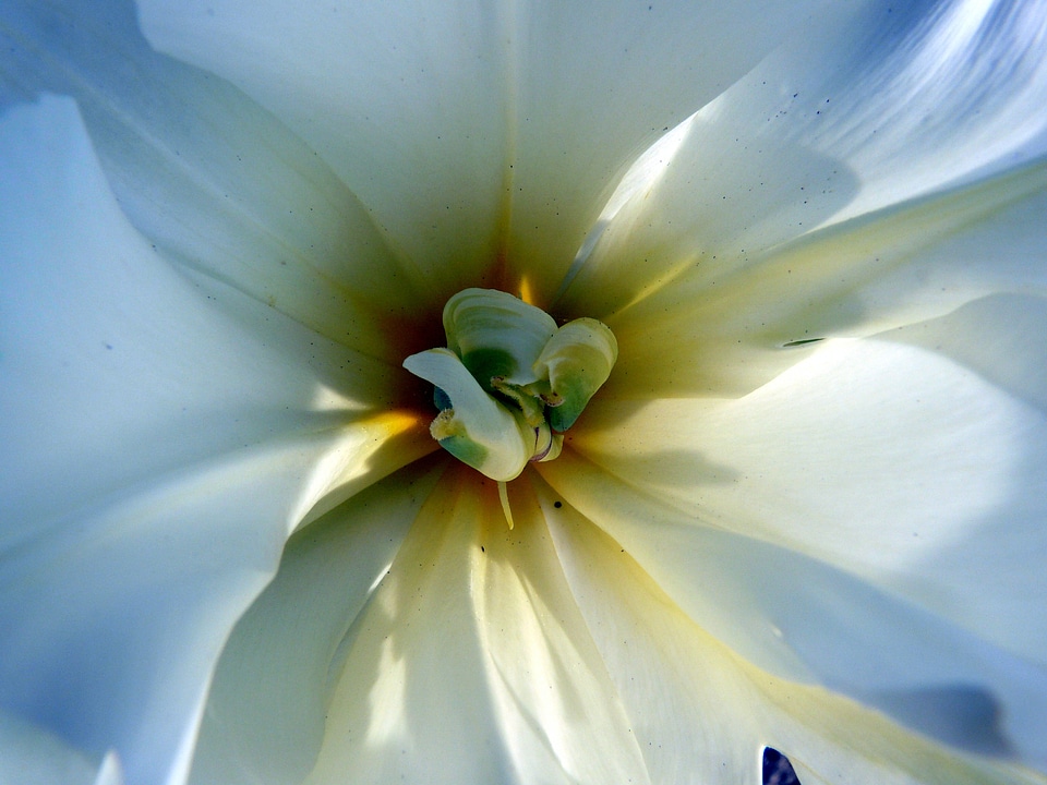 White flora flower