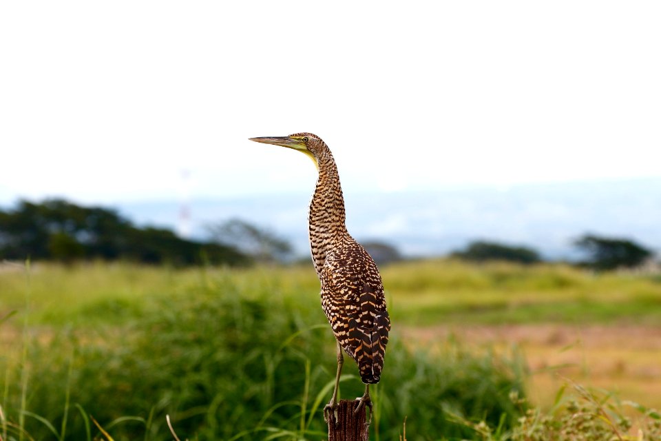 Bare-throated Tiger-Heron (juv)