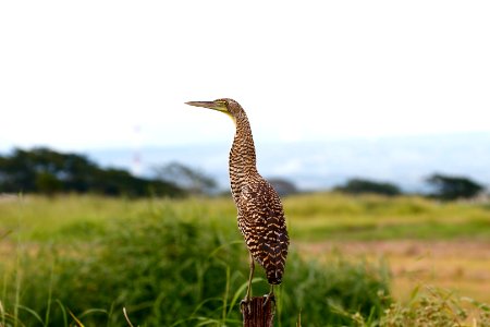 Bare-throated Tiger-Heron (juv)