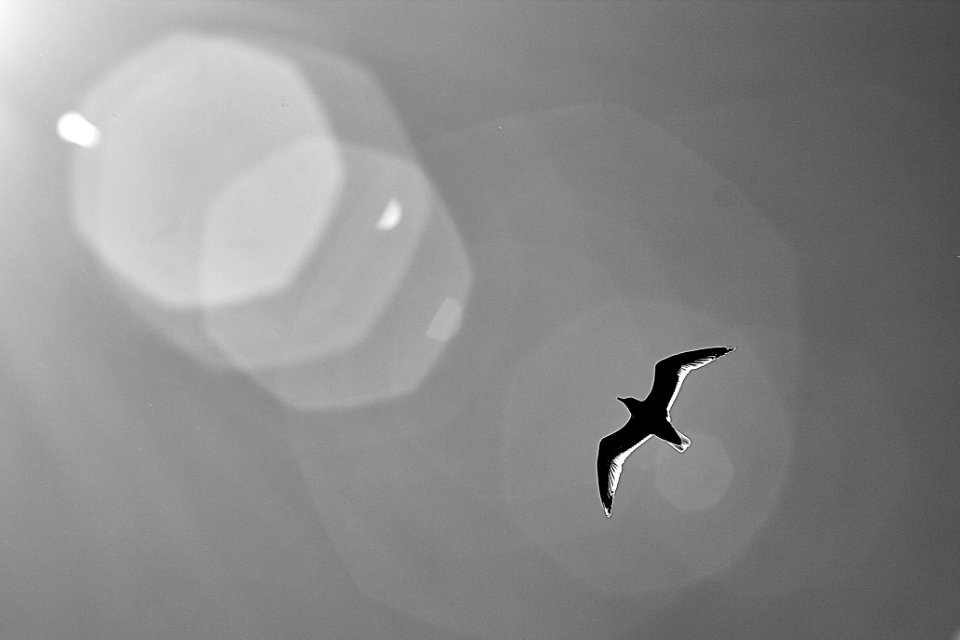 Seagull over the river