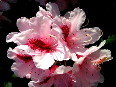 pink-and-red rhododendrons 2