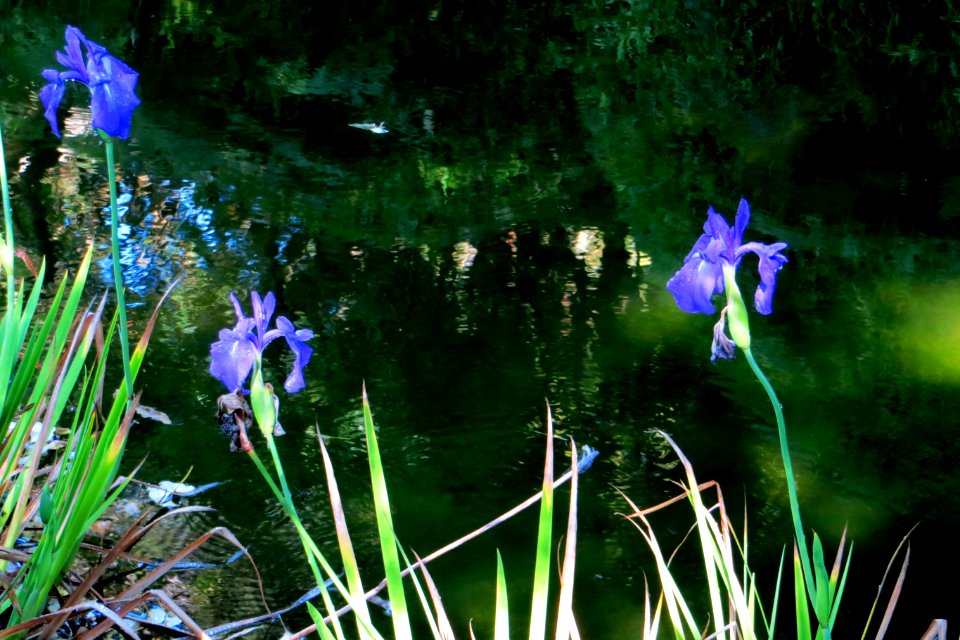 pond with irises