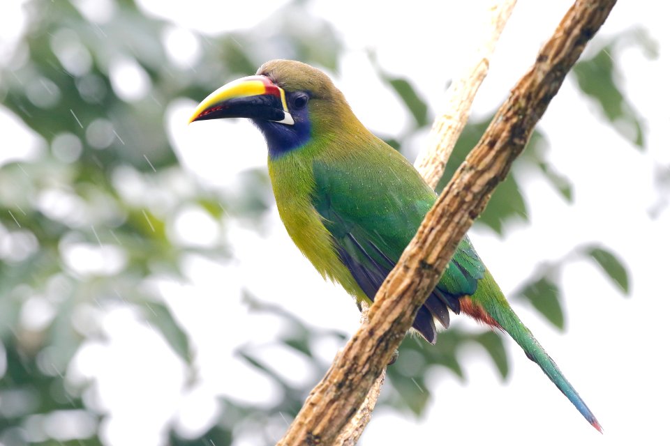 Emerald Toucanet 260A4976