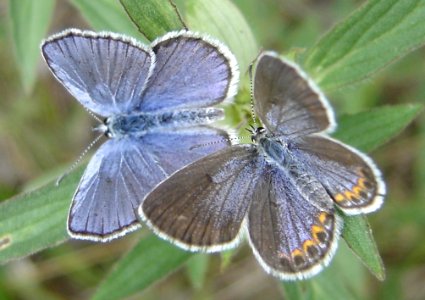 Karner Blue Male Female 05 2