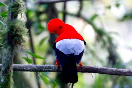 Andean Cock-of-the-Rock (m), Rupicola peruvianus - 260A2148