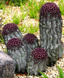 cacti with purple tops