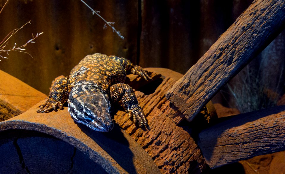 Dreamworld Lizard thing