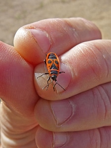 Red bug beetle insect hand