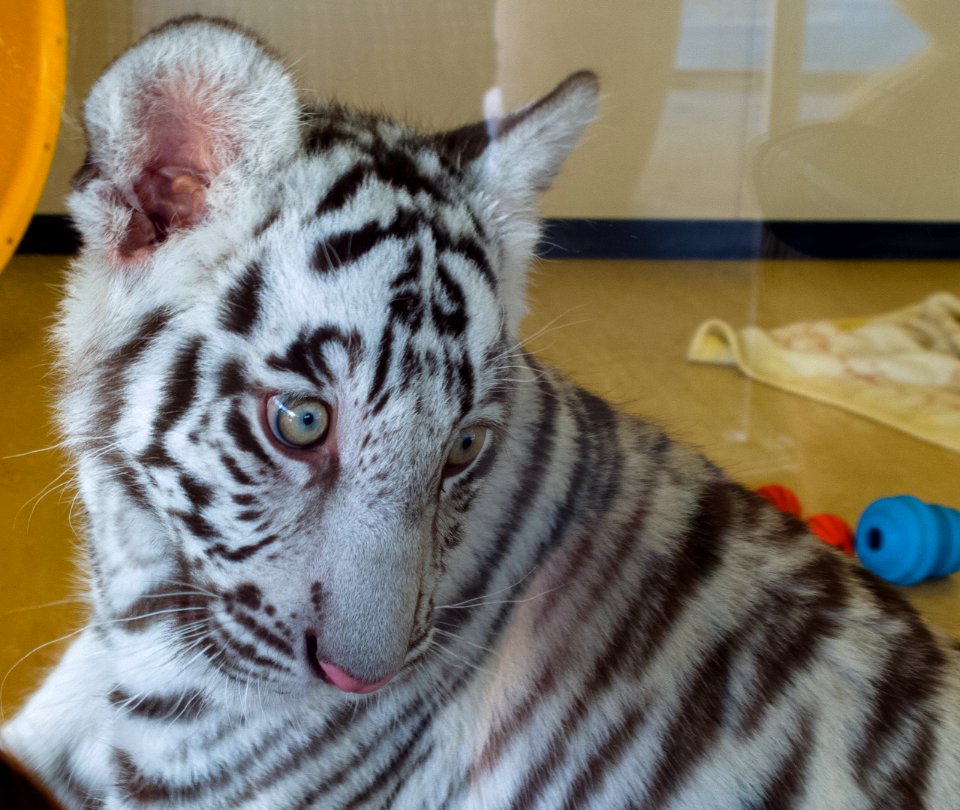 Dreamworld White Tiger Cub photo