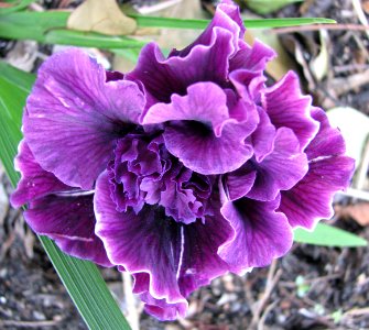 purple double Japanese iris