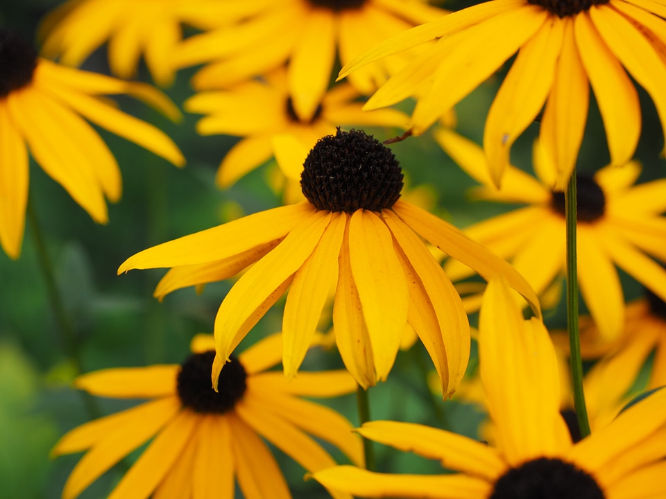 Bloom yellow garden plant