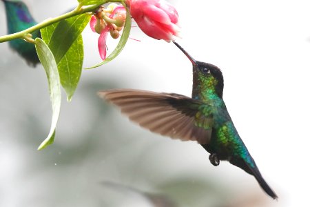 Fiery-throated Hummingbird 260A4196 photo