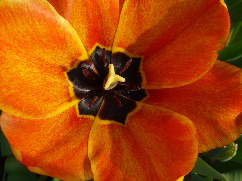 Orange tulip cup color