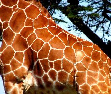 giraffe skin photo