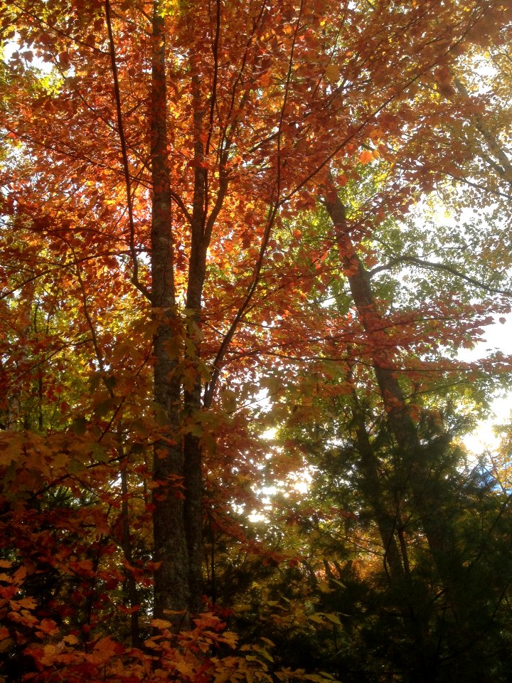 Fall Foliage Bethel, ME photo