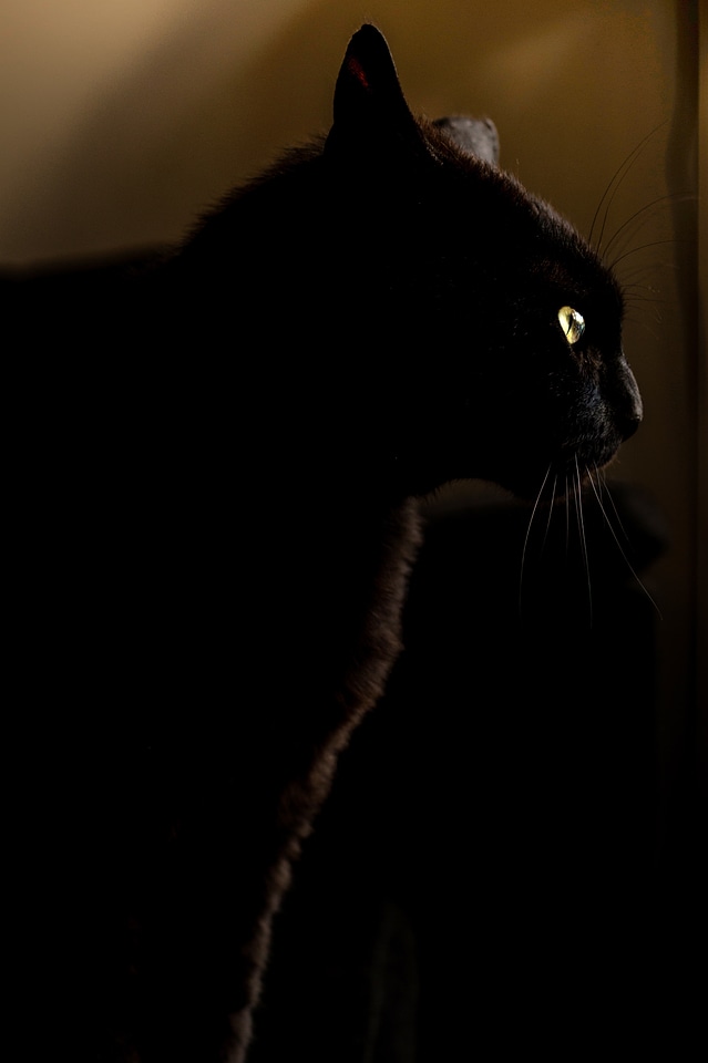 Black animal black cat
