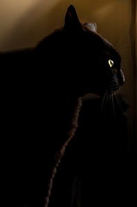 Black animal black cat