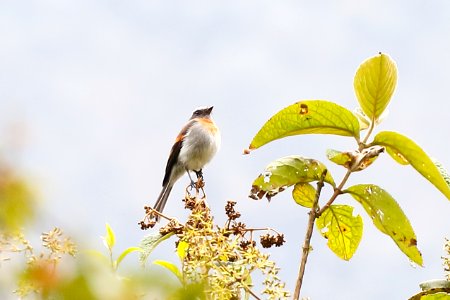 Rufous-breasted Chat-Tyrant, Ochthoeca rufipectoralis - 260A3077 photo