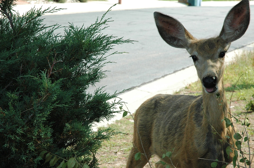 Wildlife outdoor alert