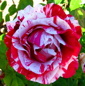 red-and-white striped rose