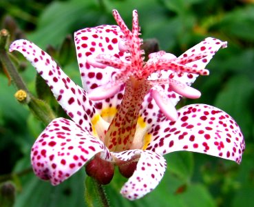 pink-and-white spotted flower photo