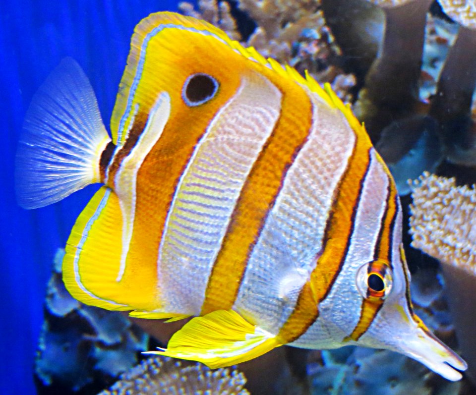 white and yellow tropical fish