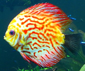 multicolored fish photo