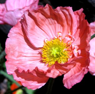 pink poppy 2 photo