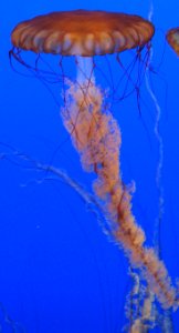 sea nettle photo