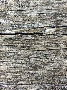 Old acacia log