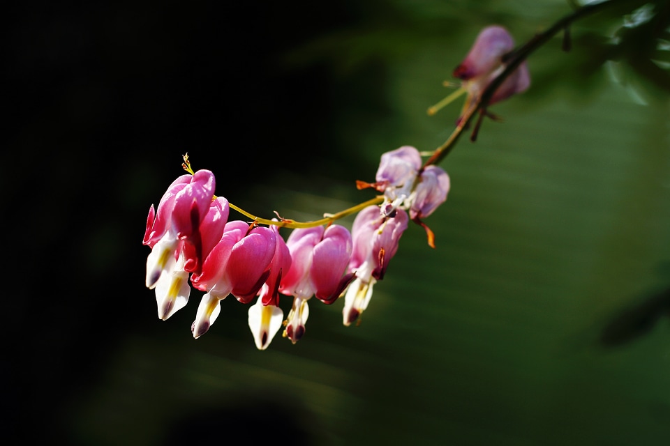 Plants flowers bleeding heart