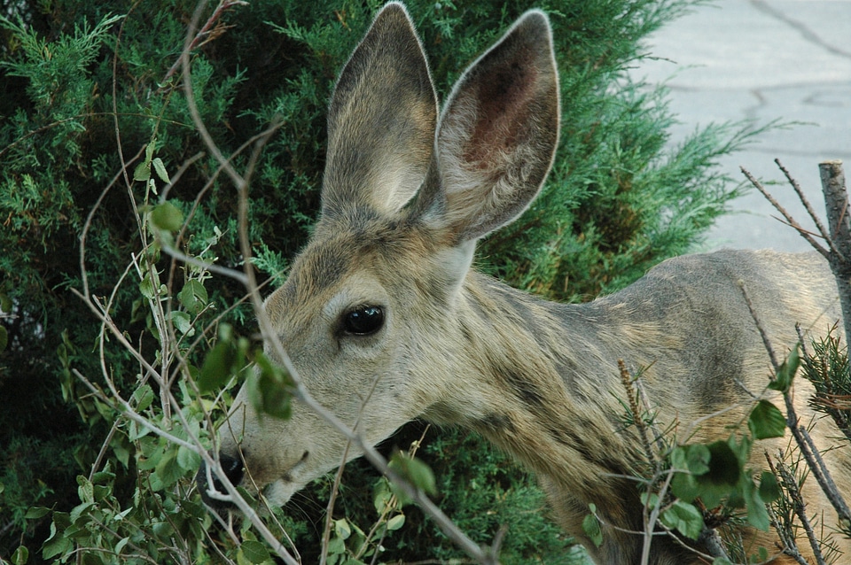 Wild deer head outdoor