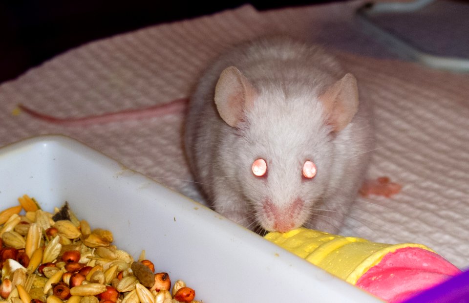 Mouse