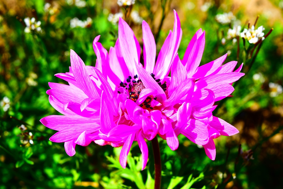 Blossom bloom flower